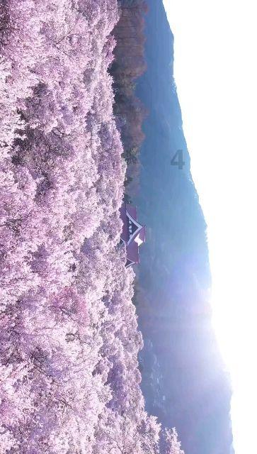 女巫的约定